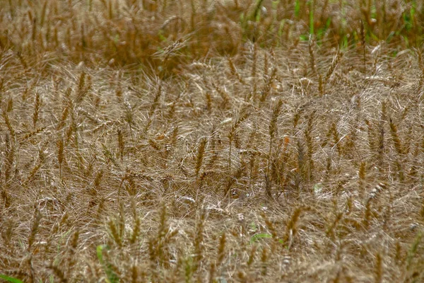 Campo Grano Sotto Montagna Vicino Alla Foresta — Foto Stock