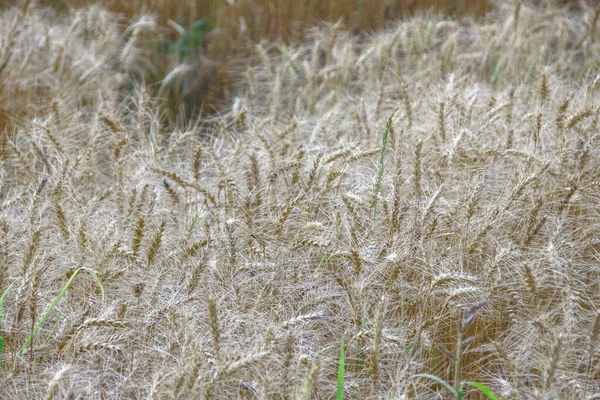 Campo Trigo Bajo Montaña Cerca Del Bosque — Foto de Stock