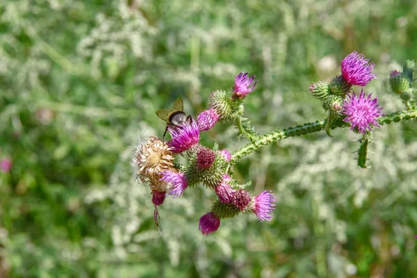 Fialové Lopuchu Zeleně Silnice — Stock fotografie