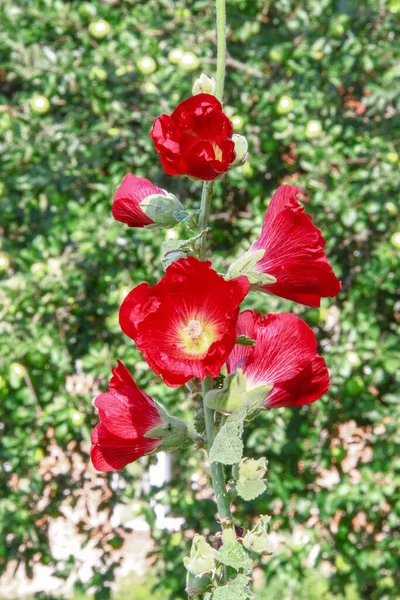 道路の近くに赤い花の芽 — ストック写真