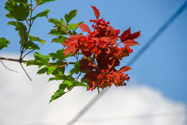 Rote Trauben Von Viburnum Beeren Der Nähe Der Straße Juli — Stockfoto
