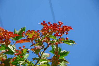 Temmuz 'da yol kenarında kırmızı viburnum çilekleri