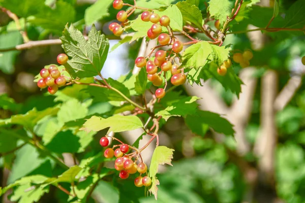 Manojos Rojos Bayas Viburnum Cerca Carretera Julio — Foto de Stock