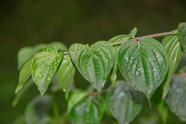 雨后有水滴的绿叶 — 图库照片
