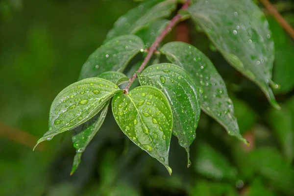 Зеленые Листья Капельками Воды После Дождя — стоковое фото