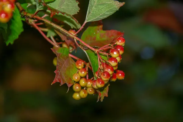 Bagas Vermelhas Viburnum Mato Após Chuva — Fotografia de Stock