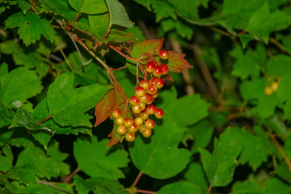 Red Berries Viburnum Bush Rain — Stock Photo, Image