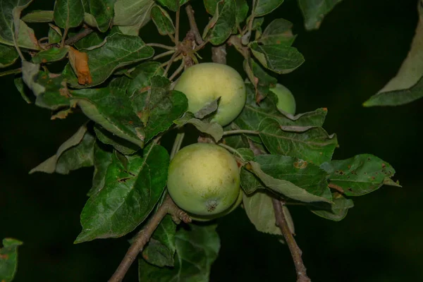 Een Kleine Appel Regen — Stockfoto