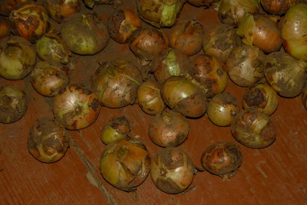 Cebollas Sucias Que Acaban Ser Arrancadas Tierra — Foto de Stock