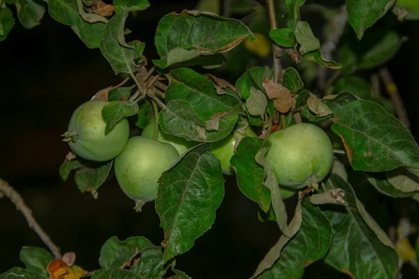 Małe Jabłko Deszczu — Zdjęcie stockowe