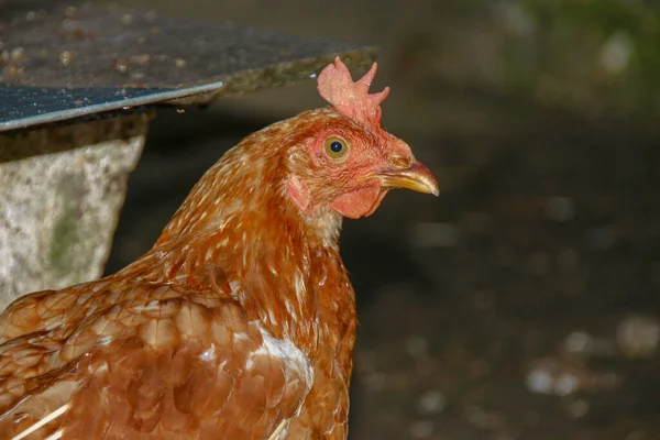 Pollo Con Plumas Rojas Que Vive Una Granja — Foto de Stock