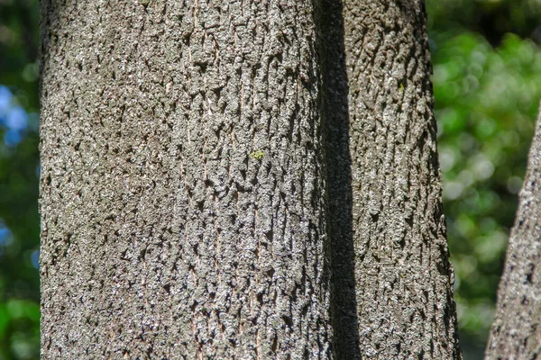公園内の木の冠と樹皮 — ストック写真
