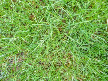 Yağmurdan sonra bahçede yeşil çimenler