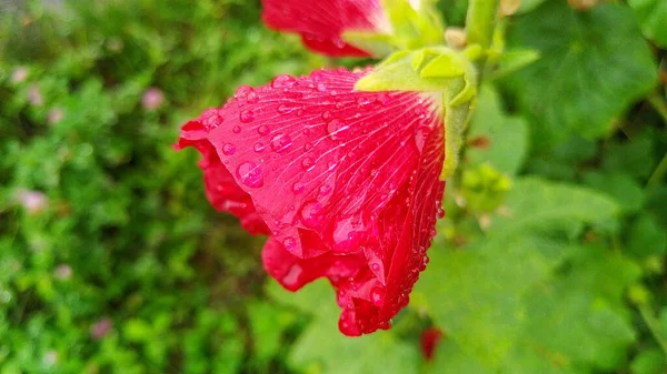 雨の後 道路の近くに赤い花 — ストック写真