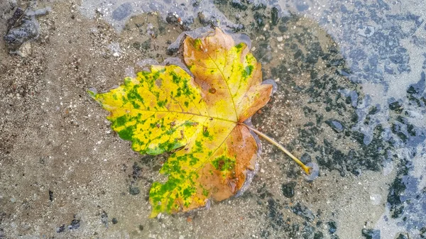 Folhas Após Chuva Com Gotas Água — Fotografia de Stock