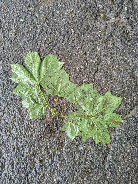 Blätter Nach Regen Mit Wassertropfen — Stockfoto