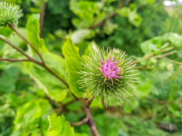 Klettenblüte Nach Regen Straßenrand — Stockfoto