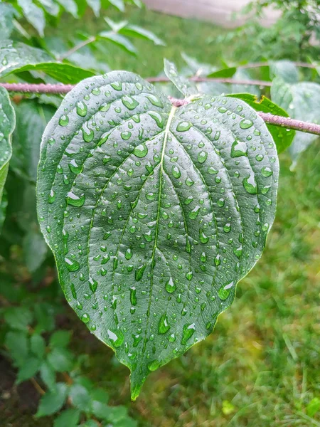 Blätter Nach Regen Mit Wassertropfen — Stockfoto