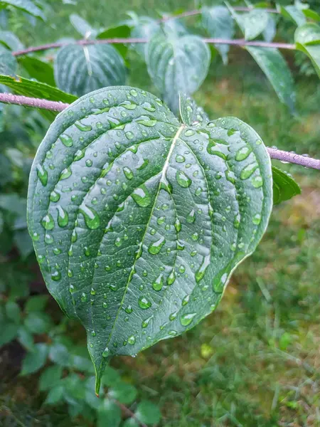 Blätter Nach Regen Mit Wassertropfen — Stockfoto