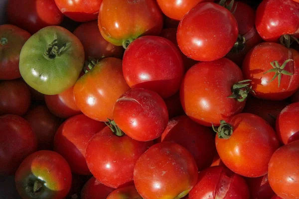 Deliciosos Tomates Caseiros Vermelhos Jardim — Fotografia de Stock