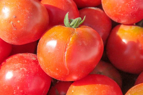 Leckere Hausgemachte Rote Tomaten Aus Dem Garten — Stockfoto