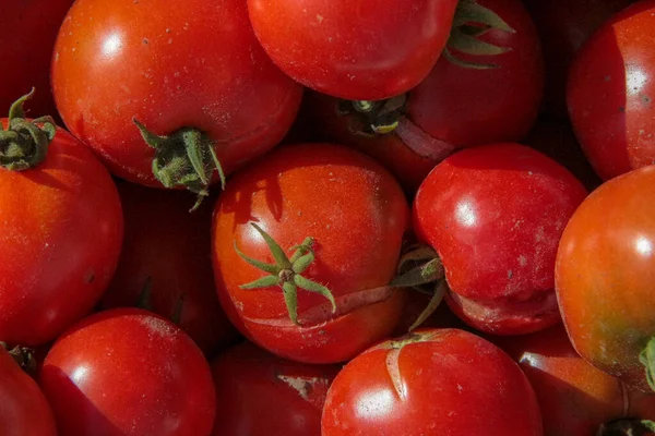 Leckere Hausgemachte Rote Tomaten Aus Dem Garten — Stockfoto