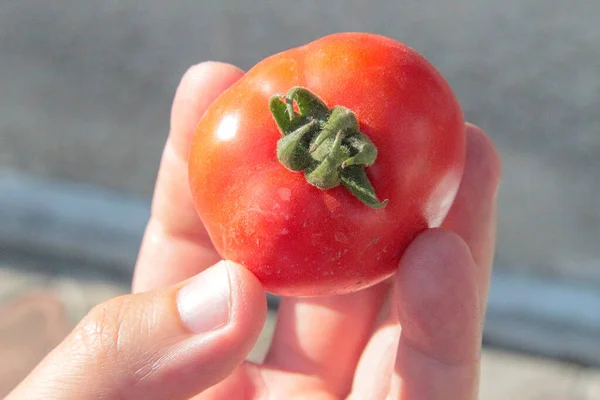 Délicieuses Tomates Rouges Maison Jardin — Photo