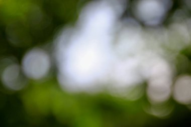 Orman arka planında güneş ışınları var