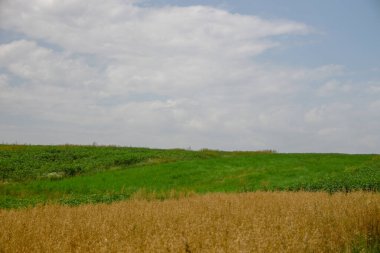 Ormanın yakınındaki buğday tarlası ve tepeler