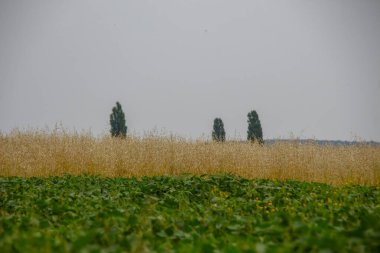 Ormanın yakınındaki buğday tarlası ve tepeler