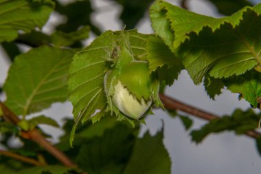 Bahçede yeşil fındık ve yeşil yapraklar