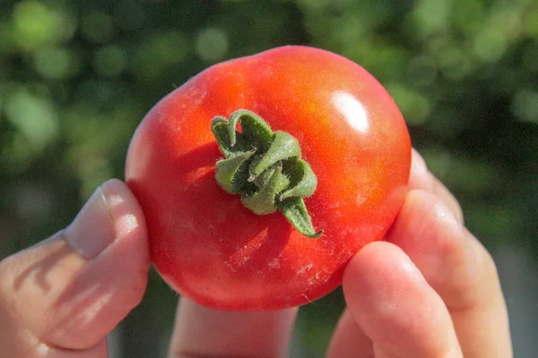 Délicieuses Tomates Rouges Maison Jardin — Photo