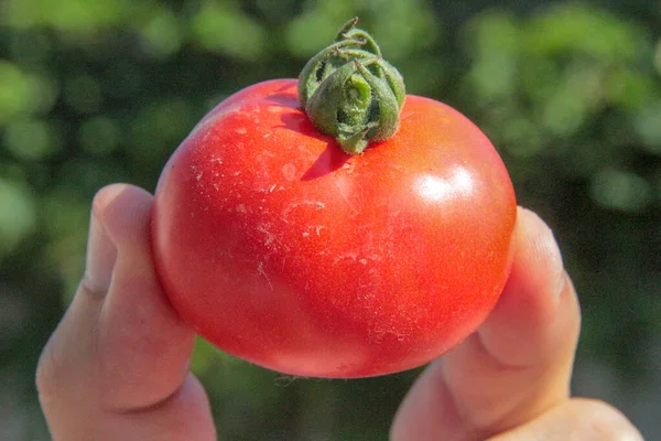 Deliciosos Tomates Rojos Caseros Del Jardín — Foto de Stock