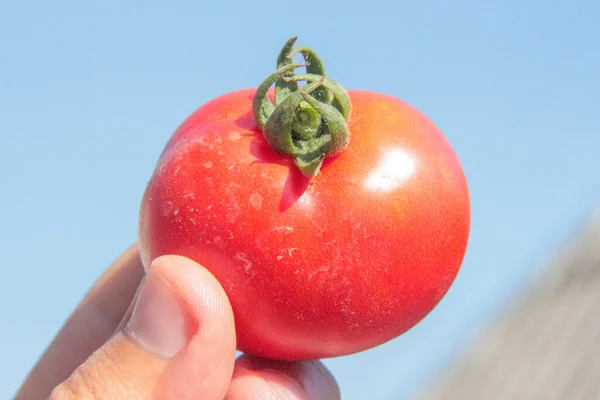 Heerlijke Rode Zelfgemaakte Tomaten Uit Tuin — Stockfoto