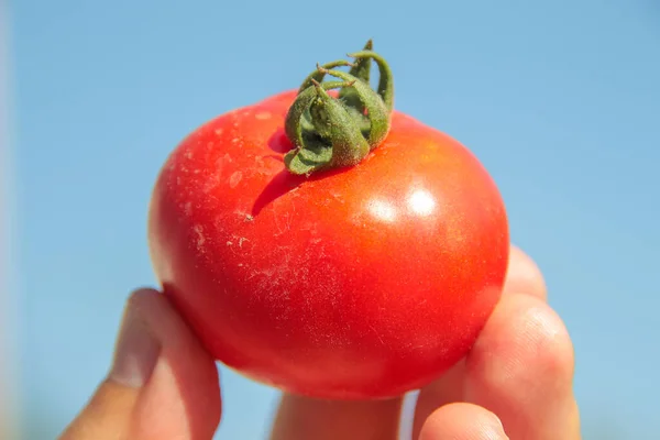 Pyszne Czerwone Domowe Pomidory Ogrodu — Zdjęcie stockowe