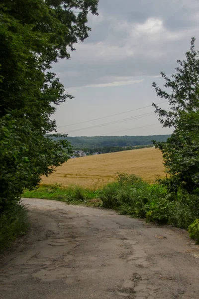 Weizenfeld Und Hügel Waldnähe — Stockfoto