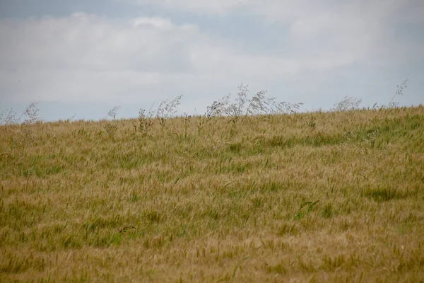 Campo Grano Colline Vicino Alla Foresta — Foto Stock