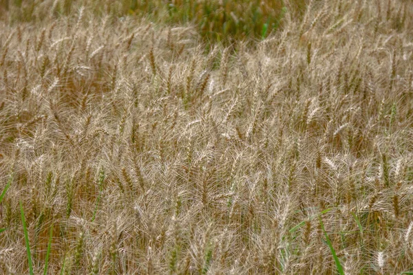 Champ Blé Collines Près Forêt — Photo