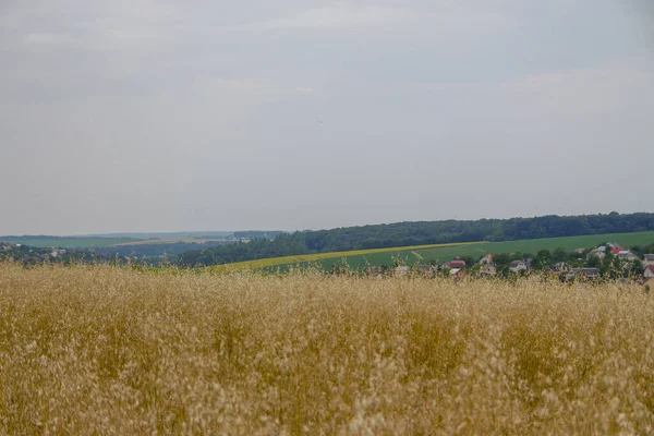 Пшеничное Поле Холмы Возле Леса — стоковое фото