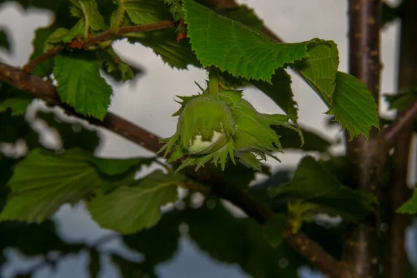 Zelený Lískový Ořech Zahradě Zelené Listy — Stock fotografie