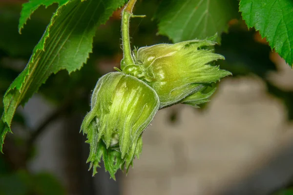 Zelený Lískový Ořech Zahradě Zelené Listy — Stock fotografie
