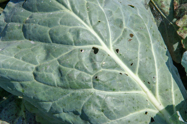 Green thick cabbage leaves in the garden