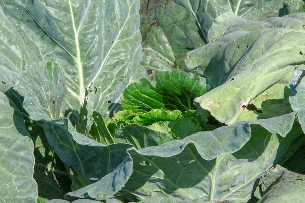 Green Thick Cabbage Leaves Garden — Stock Photo, Image