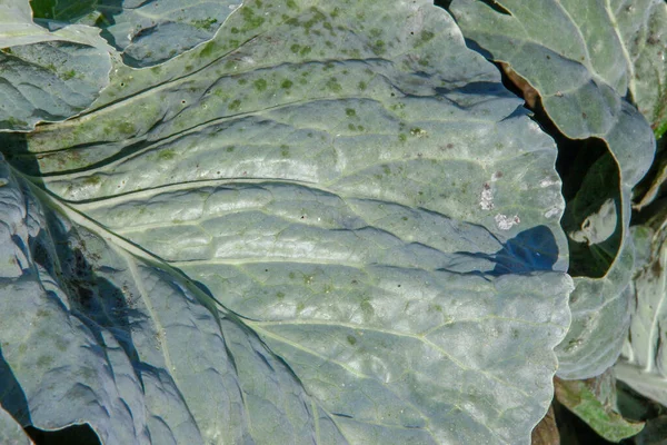 Green Thick Cabbage Leaves Garden — Stock Photo, Image