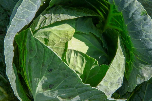 Foglie Cavolo Spesse Verdi Giardino — Foto Stock