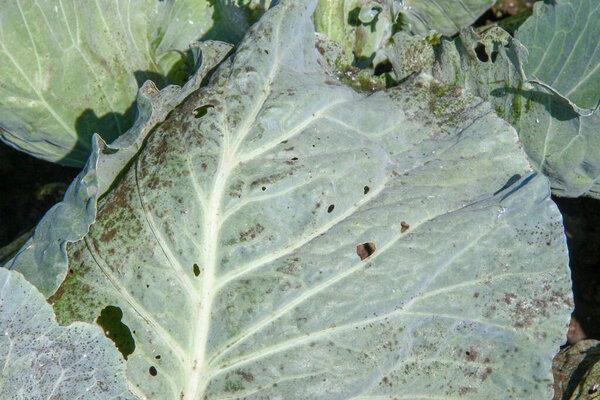 Green thick cabbage leaves in the garden
