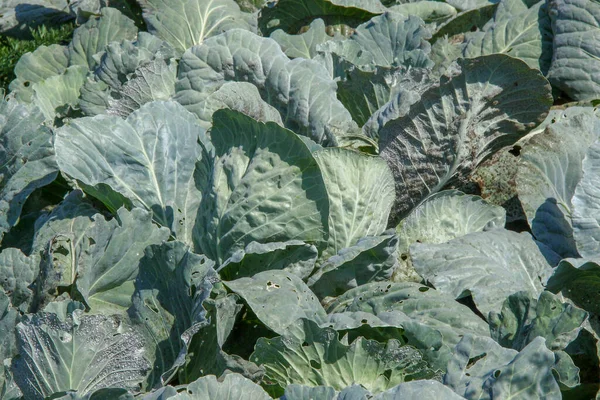 Green Thick Cabbage Leaves Garden — Stock Photo, Image