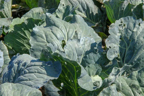 Green Thick Cabbage Leaves Garden — Stock Photo, Image