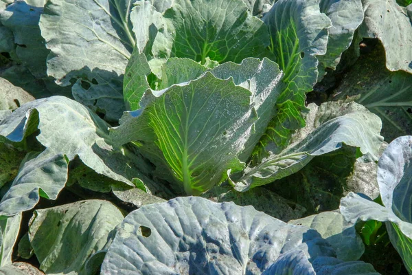 Hojas Verdes Col Gruesa Jardín — Foto de Stock