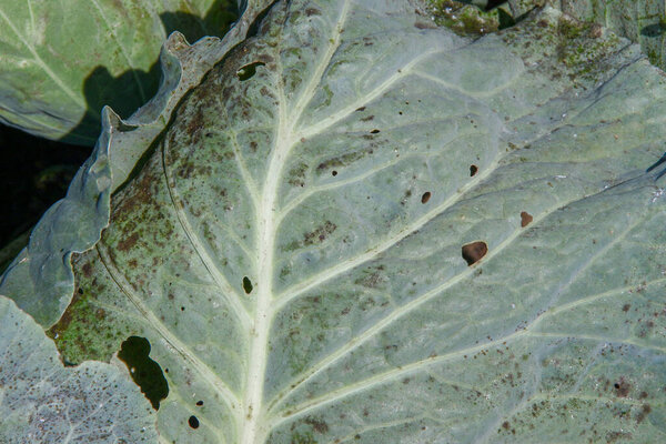 Green thick cabbage leaves in the garden